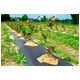 Agrotkanina PP czarna UV 90gr 100x0,8m -zdjęcie numer 2